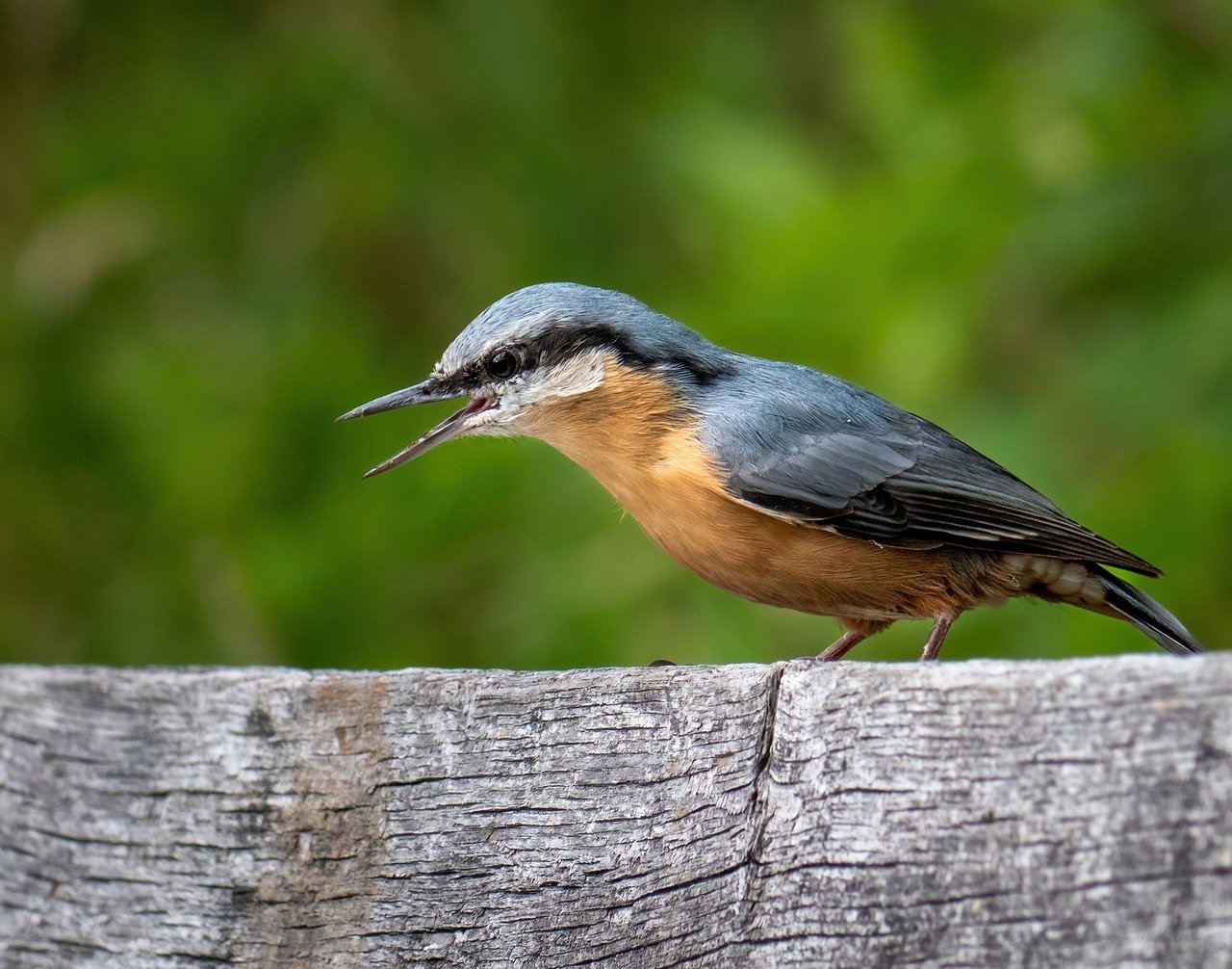 bird, nuthatch, beak-7365559.jpg